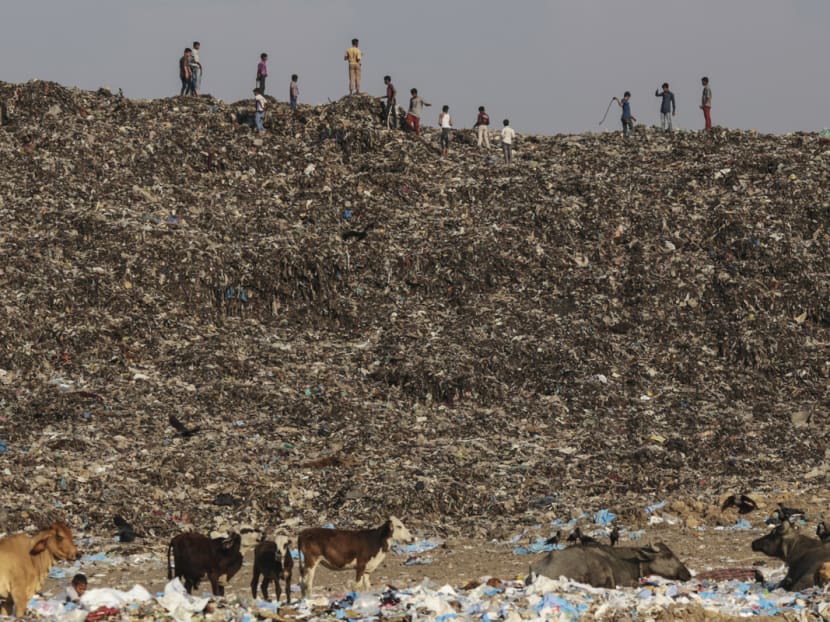 Boys play as cows graze through garbage at the Deonar landfill site in Mumbai. Photo: Bloomberg