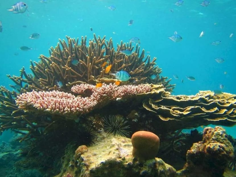 Some of the biggest threats affecting the health of coral reefs in Malaysia are pollution, the crown-of-thorns coral-eating starfish, fish bombing and tourism impacts.