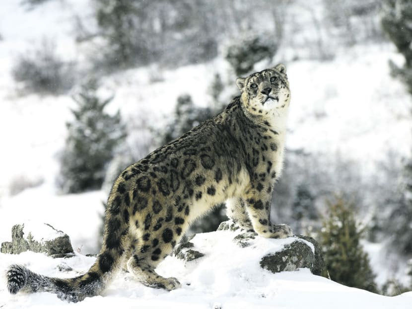 Travellers will be able to spot the elusive snow leopard with andBeyond 13D In Search of The Snow Leopard package. The package starts at USD 5,726 for depature in April. Photo: iStockphoto
