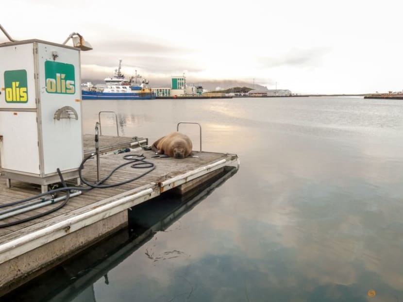 Where's Wally? Wandering celebrity walrus spotted in Iceland Where's Wally? Wandering celebrity walrus spotted in Iceland