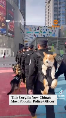 Meet six-month-old Fuzai, whose short legs are not a weakness but an advantage, at least according to his trainer.

To read the full story, click the link in our bio.

https://www.8days.sg/entertainment/asian/corgi-china-most-popular-police-officer-828626

📹 fumiy01/TikTok, china360/TikTok, @_nguyenaiyear/TikTok