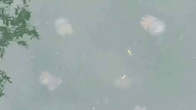  白沙公园出现水母踪迹 公园局：对人类无危险