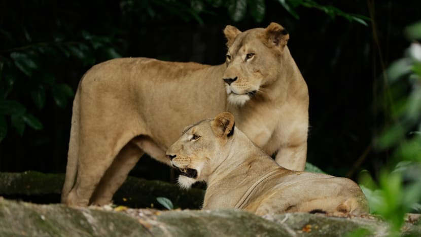 Singapore Zoo’s African lions recover from COVID-19, exhibit to reopen Singapore Zoo’s African lions recover from COVID-19, exhibit to reopen