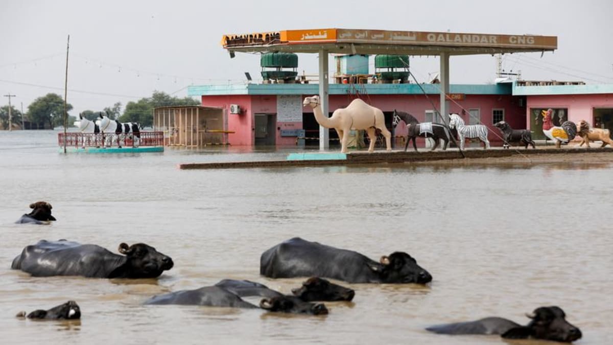 disease-spreads-in-pakistan-as-flooding-toll-surpasses-1-500