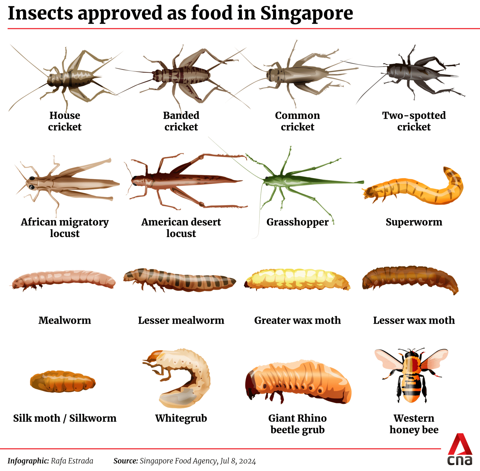 Grasshoppers and superworms among 16 insect species approved as food in