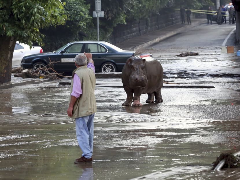 Zoo animals on the loose in Georgia’s capital after flooding
