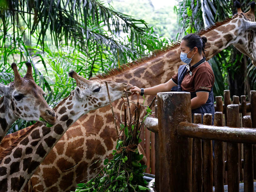 A zookeper wearing protective mask feeds a pair of young Rothschild’s giraffes at the Singapore Zoo on Sept 30, 2021.