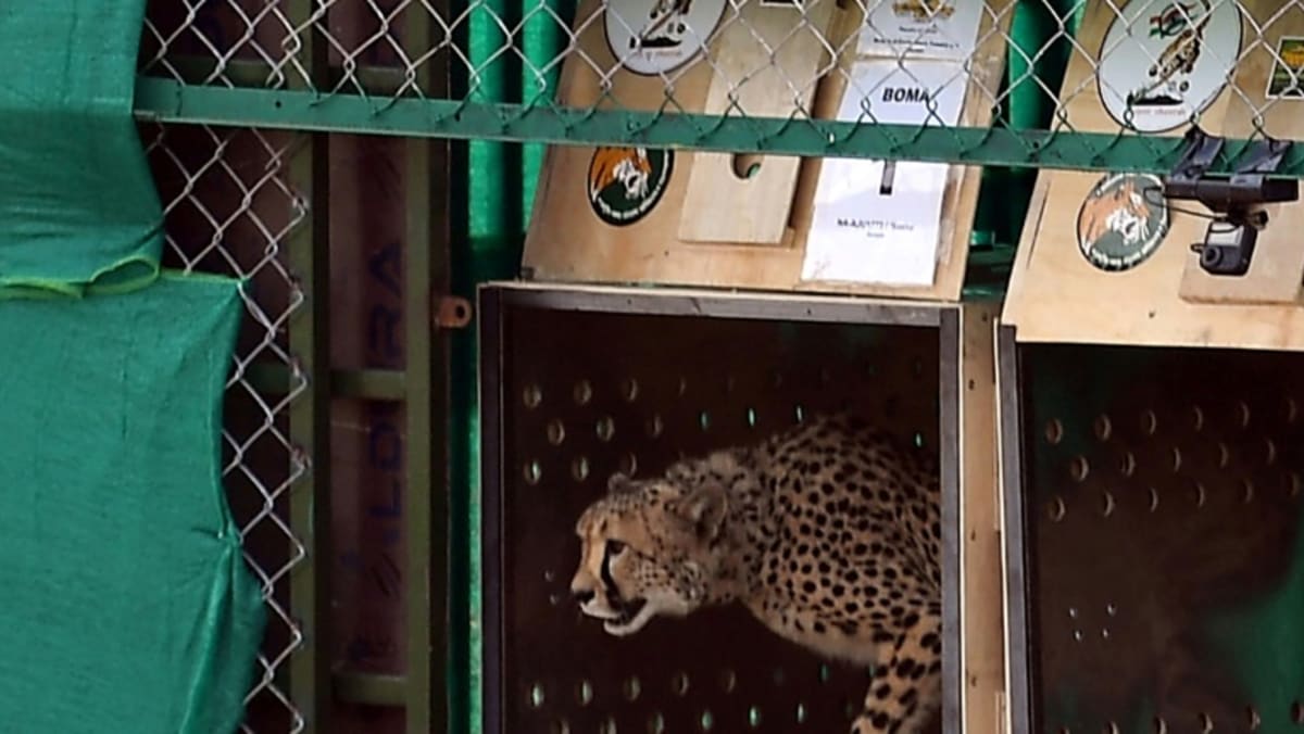 Top Indian wildlife official removed after 8 cheetahs die Top Indian wildlife official removed after 8 cheetahs die