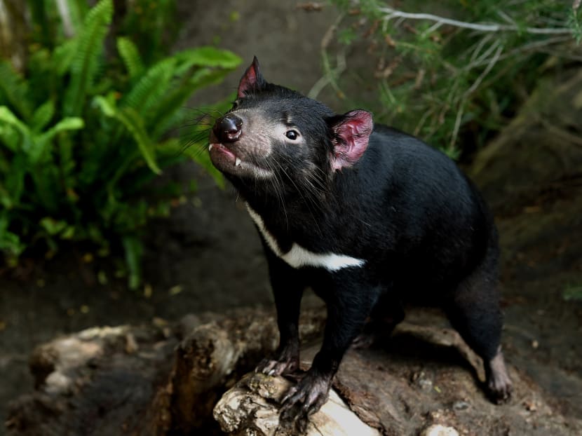 This file picture taken on Jan 13, 2015 shows a Tasmanian Devil named Conrad looking out from inside his enclosure at the San Diego Zoo, California.  Photo: AFP