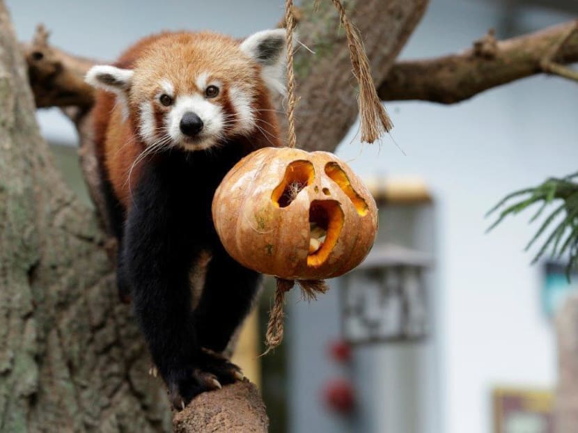Gallery: River Safari and its merry-not-scary Halloween event