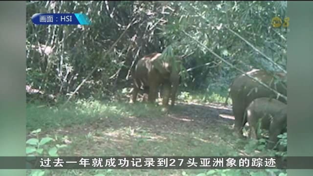 越南的野象仅剩约130头