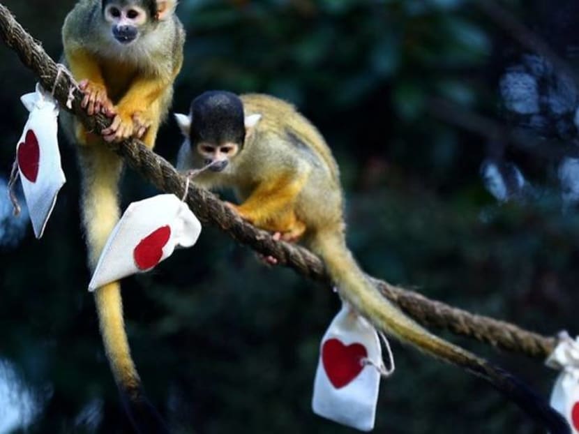 Mealworm Valentine treats charm London Zoo's squirrel monkeys Mealworm Valentine treats charm London Zoo's squirrel monkeys