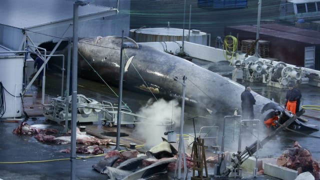捕鲸需求大减 冰岛宣布暂停商业捕鲸