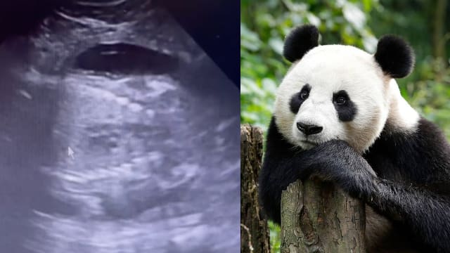 “嘉嘉”终于怀孕？野生动物保育集团连发三帖文卖关子