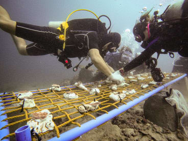 Divers tie rescued corals onto coral nurseries in Bauan, Batangas province, Philippines, on March 10, 2024.