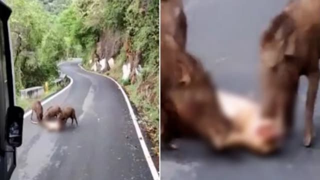 印度花豹横尸马路 三只野猪残酷啃咬分食