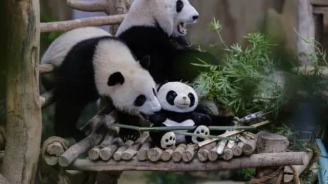 马国出生熊猫宝宝 下周二返回中国