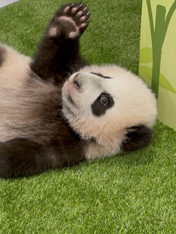 Le Le in his new nursery. Le Le in his new nursery.