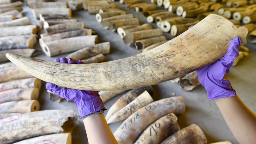 Commentary: Singapore’s ivory trade ban tackles elephant in room but work ahead a mammoth task