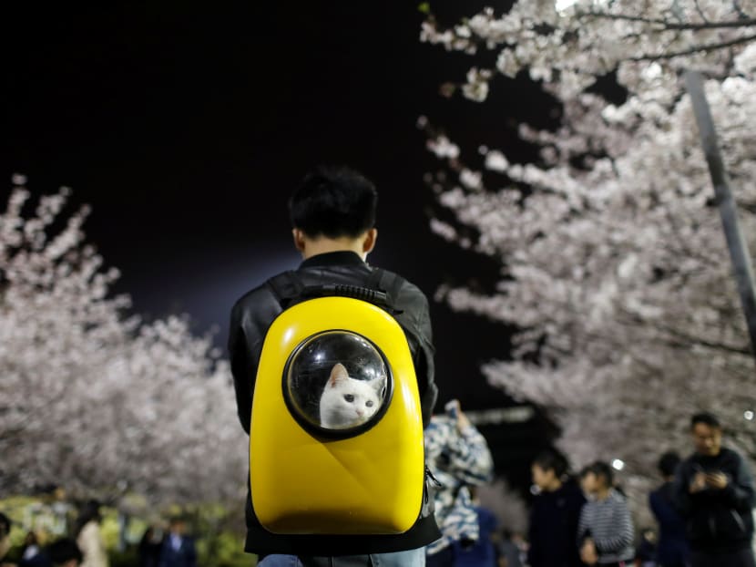 PHOTO OF THE DAY: A man carries his pet cat as he walks under the cherry blossoms at Tongji University in Shanghai, China. Photo: Reuters