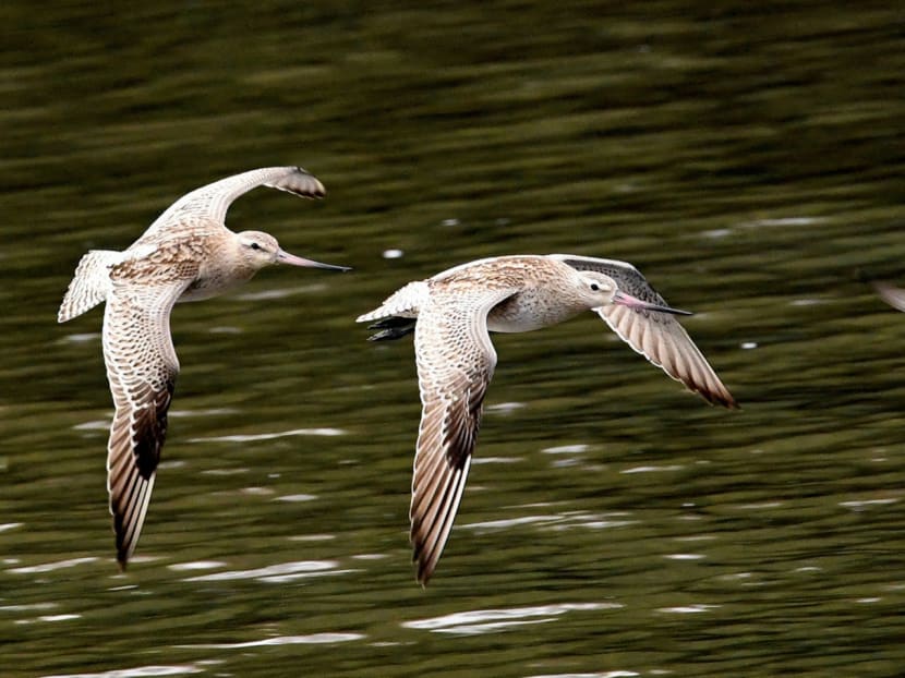 Satellite tracking of migratory birds to take flight this year