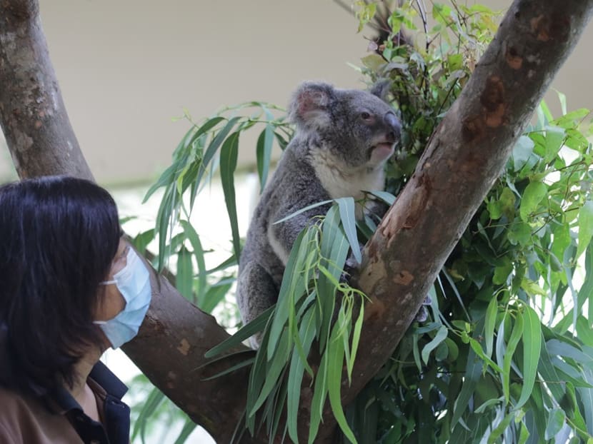 Four female koalas now at Singapore Zoo