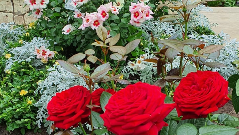 rose-5 rose-5