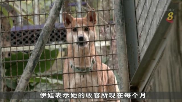 香港疫情加剧弃养宠物现象 动物收容所不胜负荷