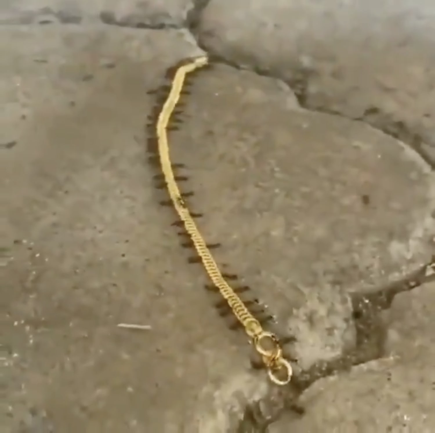 In a video that has gone viral on Twitter, a small army of ants can be seen "smuggling" a gold chain away. In a video that has gone viral on Twitter, a small army of ants can be seen "smuggling" a gold chain away.