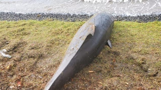 毛里求斯漏油事故海域附近 发现14只海豚尸体