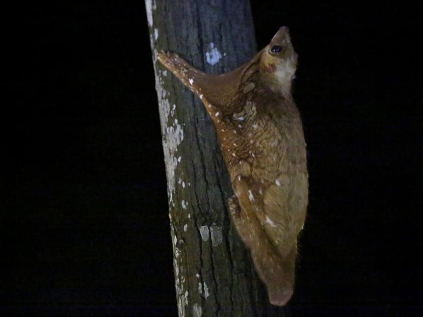 Researchers from the National Parks Board are surveying nocturnal animals such as the Malayan Colugo in Singapore using new technology. Researchers from the National Parks Board are surveying nocturnal animals such as the Malayan Colugo in Singapore using new technology.