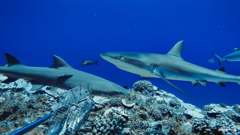Two thirds of reef sharks and rays risk extinction: Study