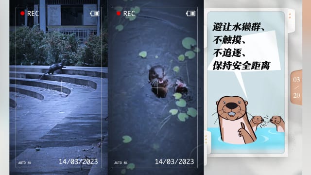 【创意新闻60秒-铜奖】水獭串门进校园