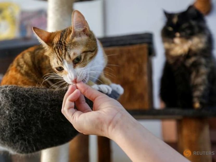 Dubai cat cafe hopes rescues will find purr-fect new homes Dubai cat cafe hopes rescues will find purr-fect new homes