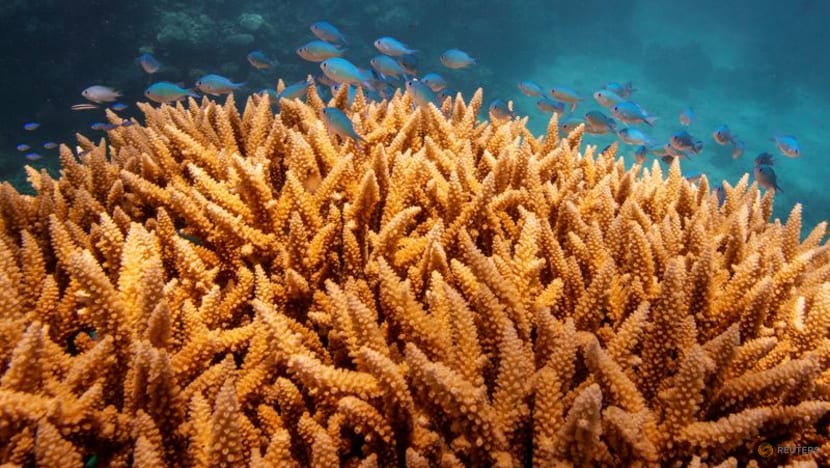Australian scientists develop model to spot soft corals most at risk of bleaching  