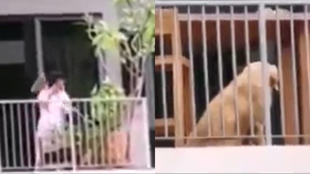 妇女虐狗视频流传 SPCA介入调查