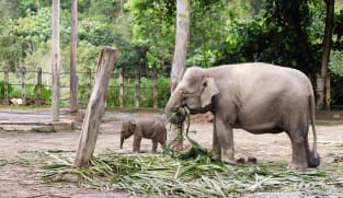 IN FOCUS: Protecting Sabah’s endangered elephants in the spotlight after handler gored to death