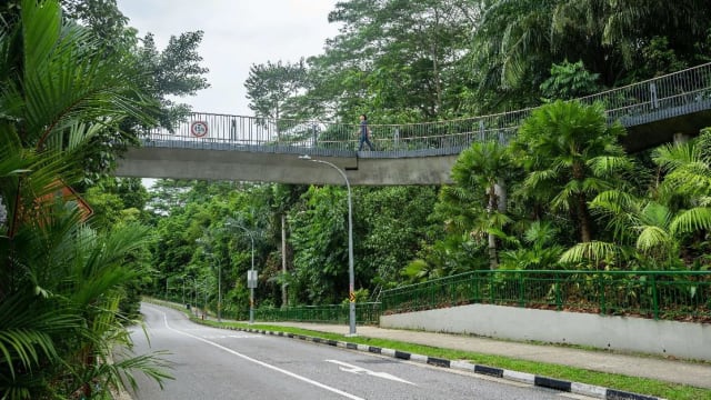 植物园新设200米长树冠桥 衔接研习森林和格洛扩展地