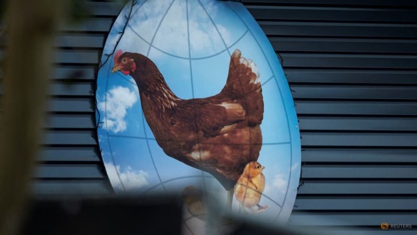 Netherlands culls a further 300,000 chickens amid bird flu epidemic