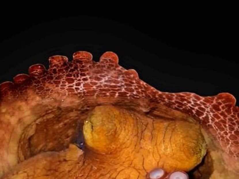 Octopus research yields insight into the evolution of sleep Octopus research yields insight into the evolution of sleep