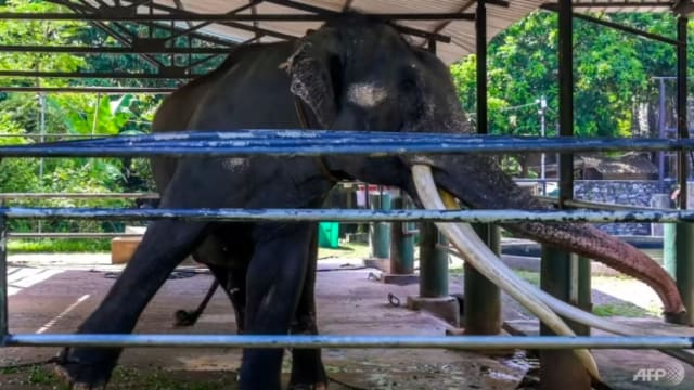 斯国照顾不周引外交争端 受虐大象坐飞机返泰国