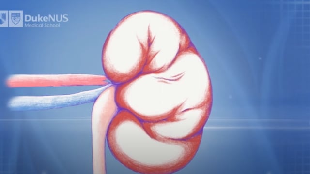研究：阻断白细胞介素可使受损肾脏细胞再生