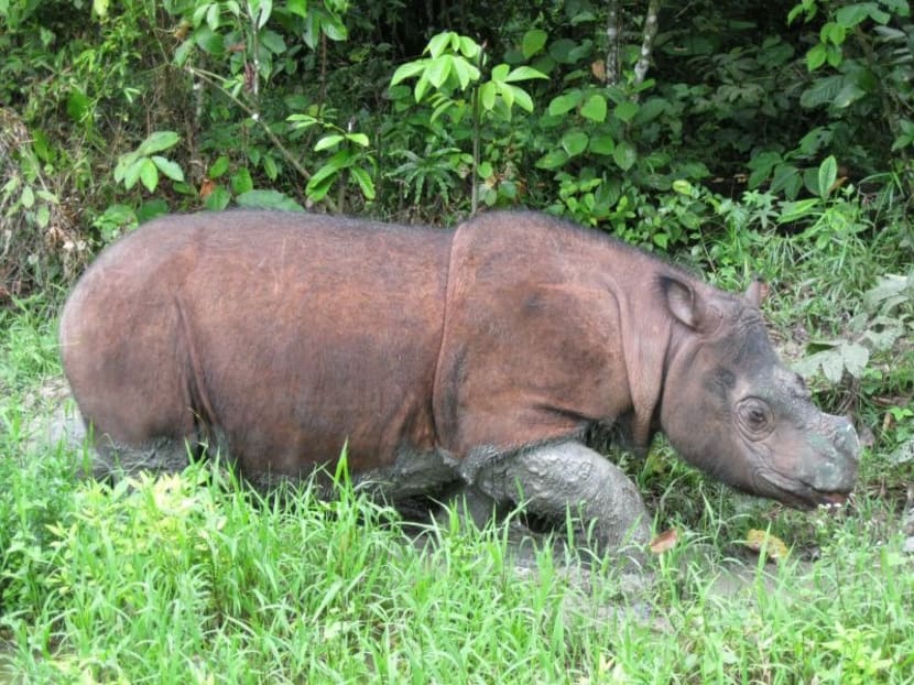 Tam was one of two remaining Sumatran rhinos in Sabah that was kept in captivity with the hopes of breeding but efforts have not been futile.