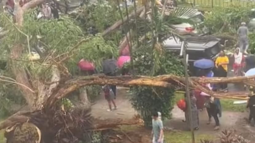 Big tree on City Plaza grounds cut down after toppling on road and crushing vehicles on Sunday