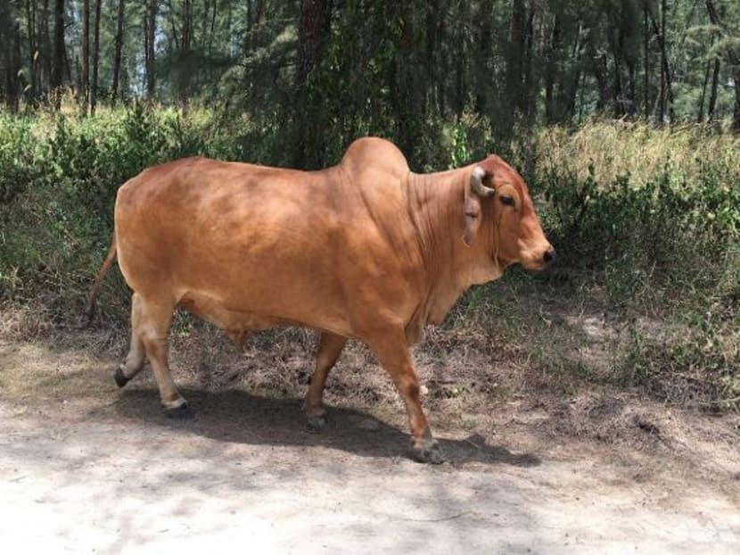 Coney Island cow dies, 'will be missed' Coney Island cow dies, 'will be missed'