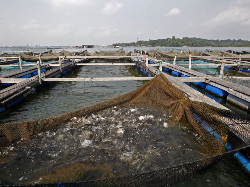 Four fish farms first to be certified under new AVA scheme