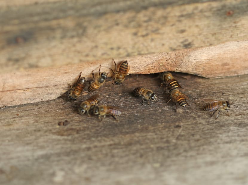 Close-up of honey-producing bees at Xavier Tan’s apiary, April 23, 2018.