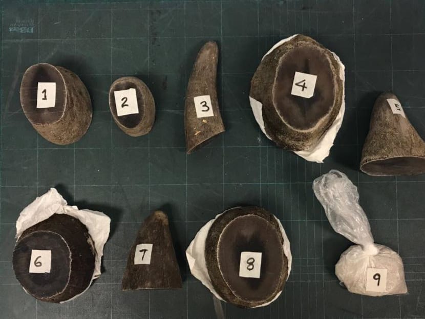 The smuggled rhino horns and horn shavings that were seized at Changi Airport on Aug 31, 2017. Photo: AVA