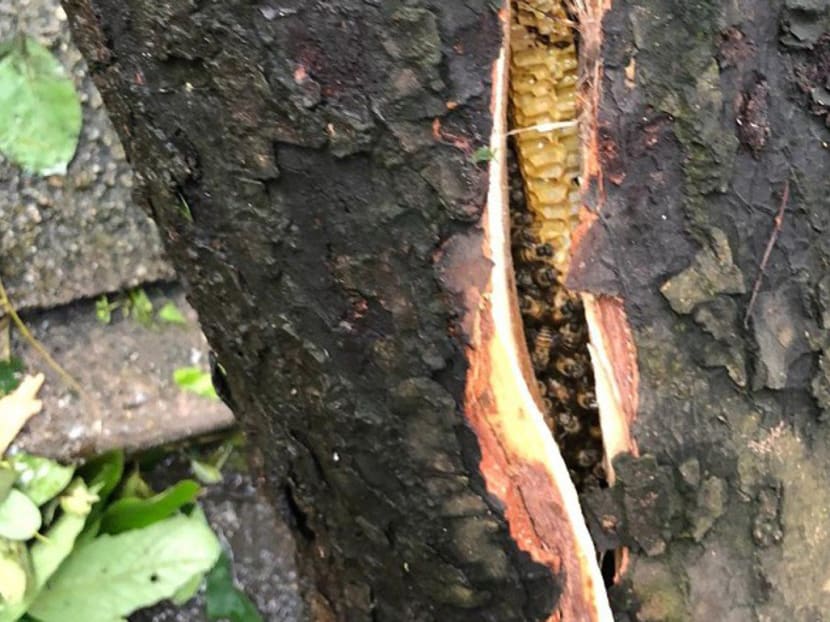 A photo circulated online showed a large number of bees in a crack on a tree trunk, in the aftermath of Typhoon Mangkhut.