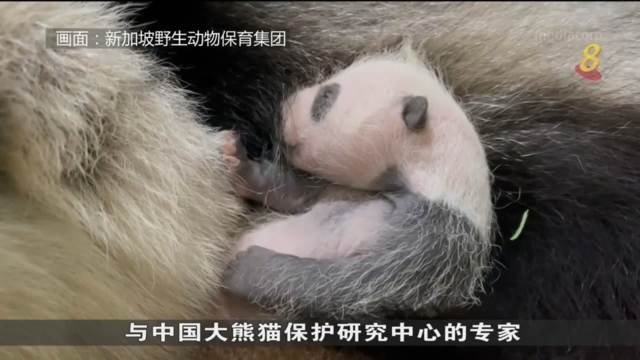 熊猫宝宝性别揭晓！ 受访公众送上祝福